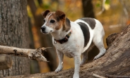 Giardiasis, Dogs, Cats & People