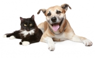 Heartworms, Pets & People