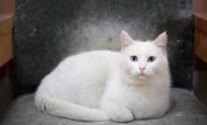 Felines and Your Family