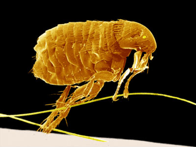 Image result for CAPC picture of a flea