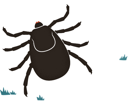 Tick Disease Question