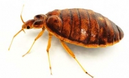 Bed bugs: They’re ba-aack!